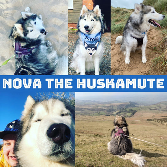 Nova The Huskamute