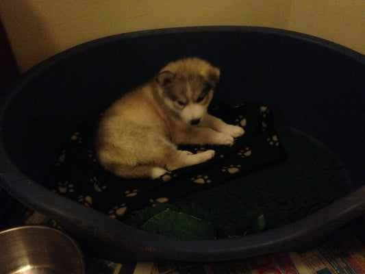 The Unexpected Arrival of Nova: A Fluffy Beginning