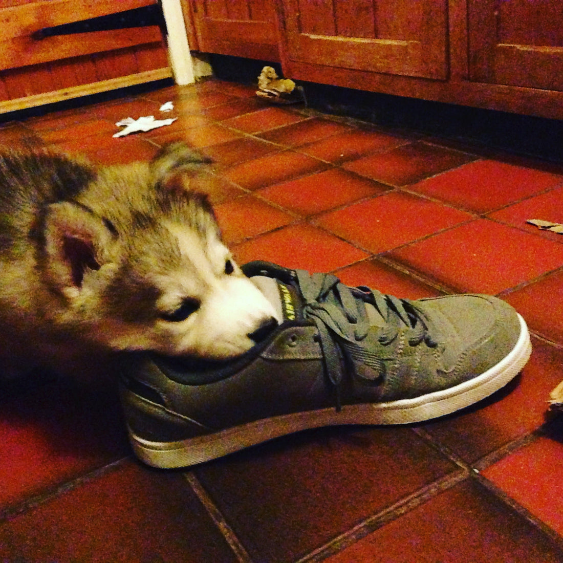 A Taste for Fashion: Nova and the Shoe Saga