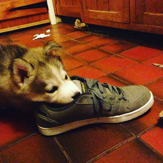 A Taste for Fashion: Nova and the Shoe Saga